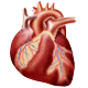 Heart & Artery System