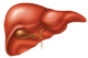 Liver & Gallblader System