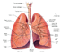 Respiratory (Lungs) System